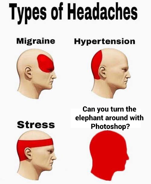 types of headaches meme showing that eyes is the main point for migraine back of the head for hypertension forehead and back of the head for stress and the whole head when asked to use photoshop to turn an elephant around for website design